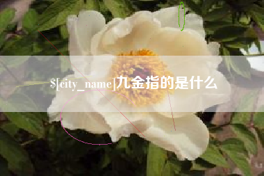 宁夏九金指的是什么